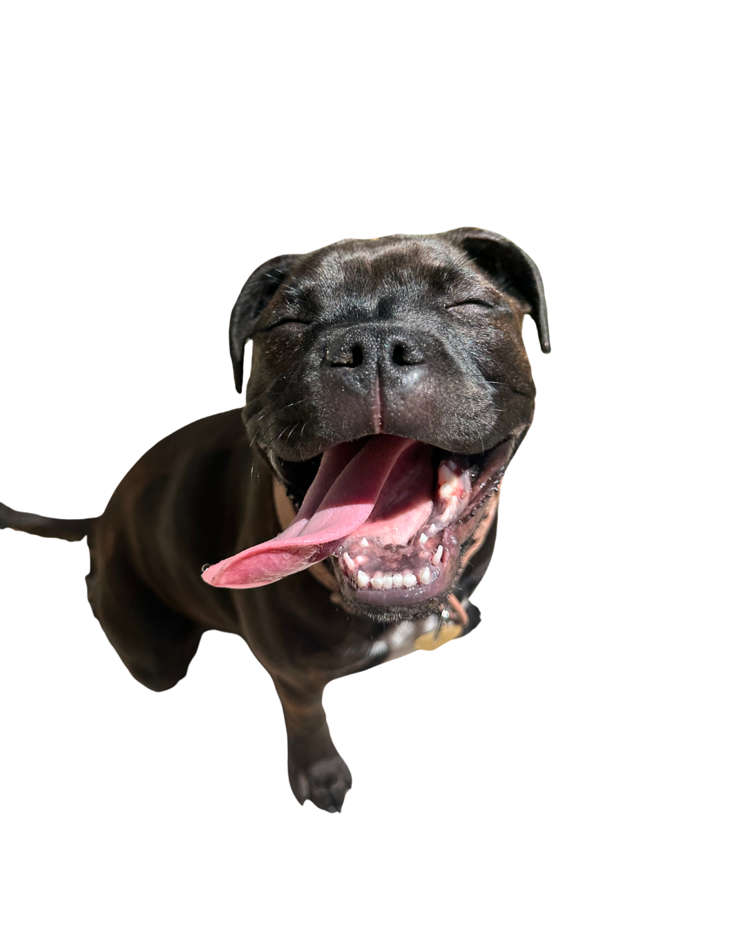 Bisous the dog